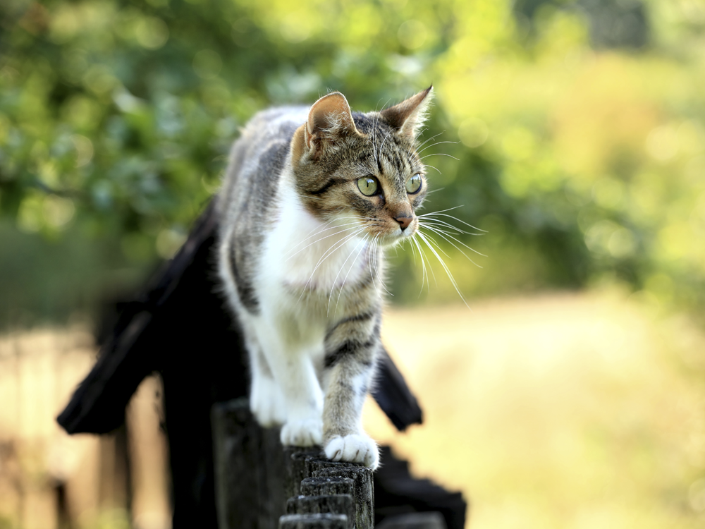 kat huid verzorgen welkoop